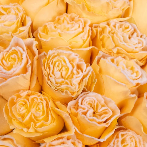 Tinted Peach Fuzzy Roses Close Up - Image