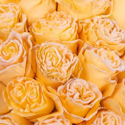 Tinted Peach Fuzzy Roses Close Up - Image