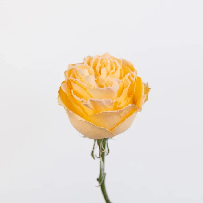 Tinted Peach Fuzzy Roses Stem - Image