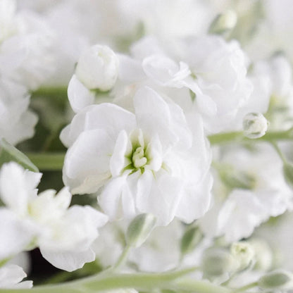 White Spray Stock Flower Close Up - Image