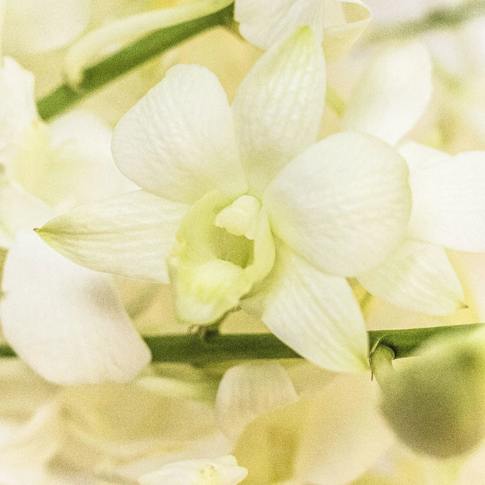 Orchids White Wholesale Garland Close Up