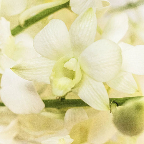 Orchids White Wholesale Garland Close Up